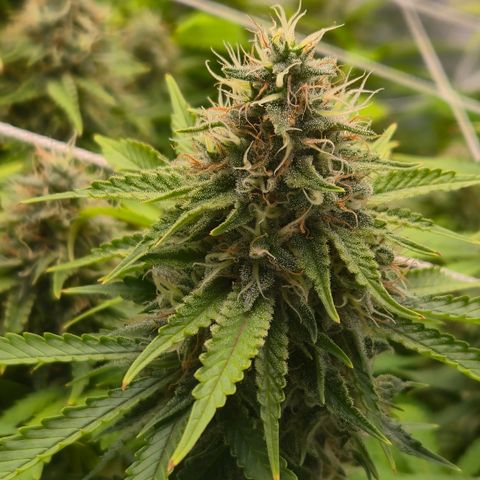 Big Gorl growlog timeline photo