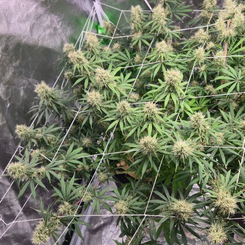 Underdog growlog timeline photo