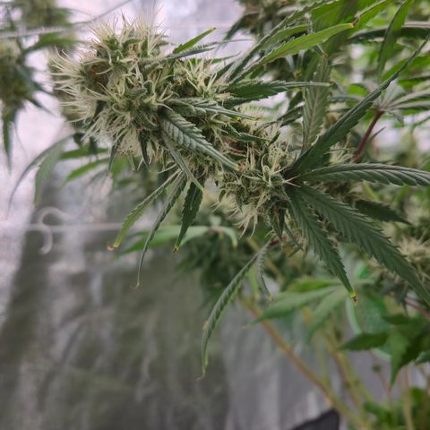 Underdog growlog timeline photo