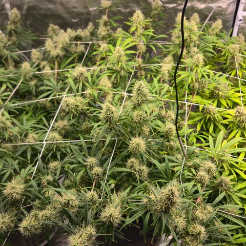 Big Gorl growlog timeline photo