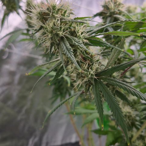 Underdog growlog timeline photo