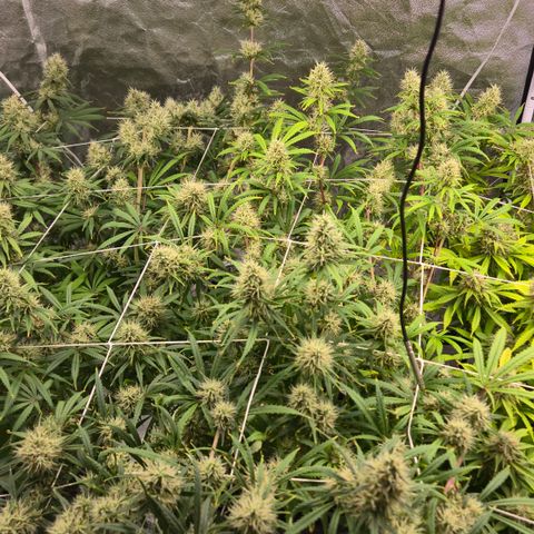 Big Gorl growlog timeline photo