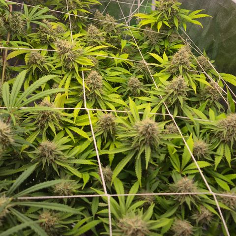 Runtz Muffin growlog timeline photo