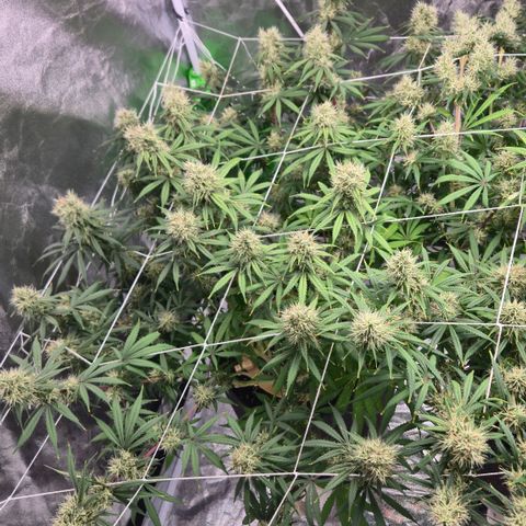 Underdog growlog timeline photo