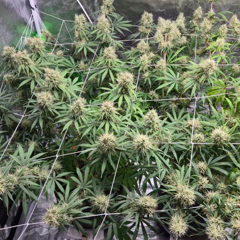 Underdog growlog timeline photo
