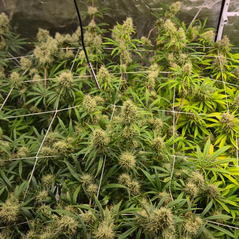 Big Gorl growlog timeline photo