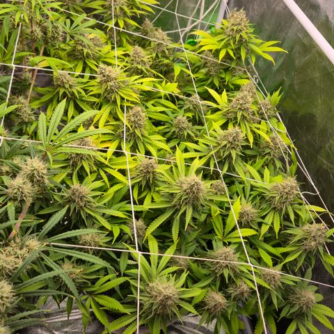 Runtz Muffin growlog timeline photo