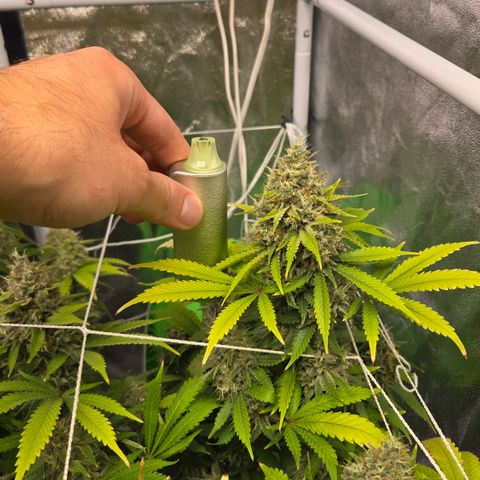Runtz Muffin growlog timeline photo