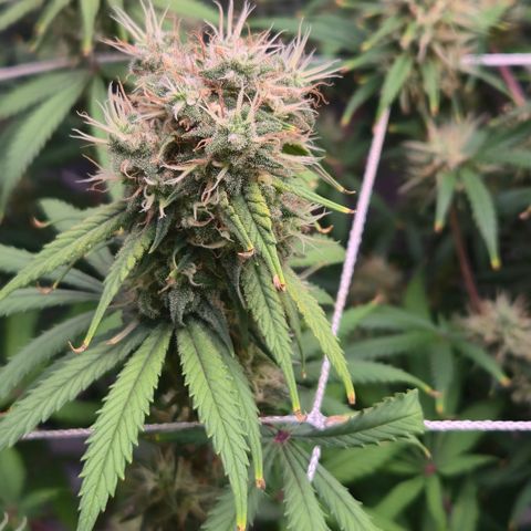 Underdog growlog timeline photo
