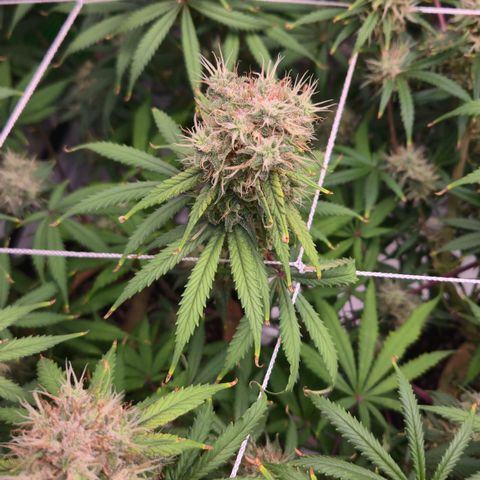 Underdog growlog timeline photo