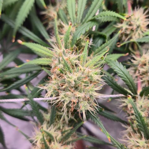 Underdog growlog timeline photo