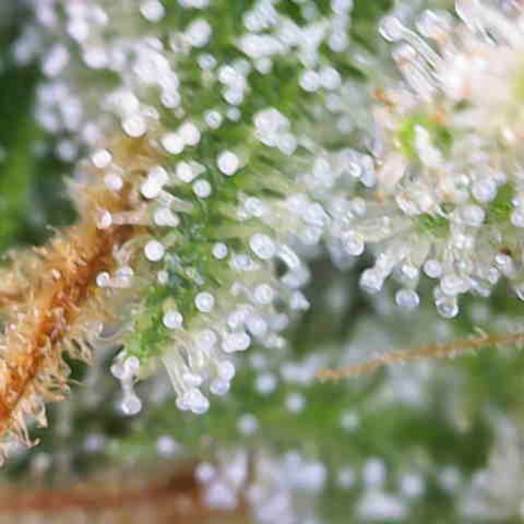 Runtz Muffin growlog timeline photo