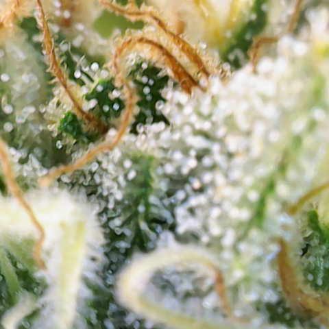 Runtz Muffin growlog timeline photo