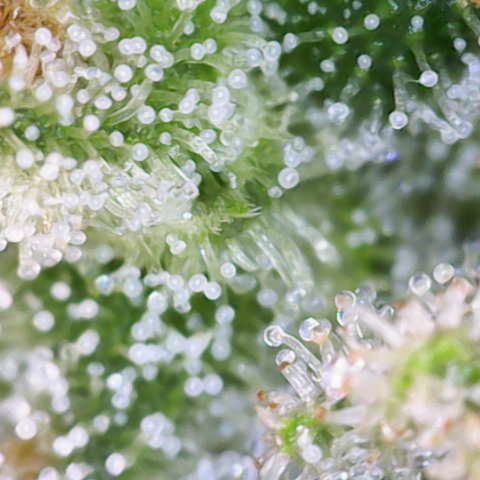 Runtz Muffin growlog timeline photo