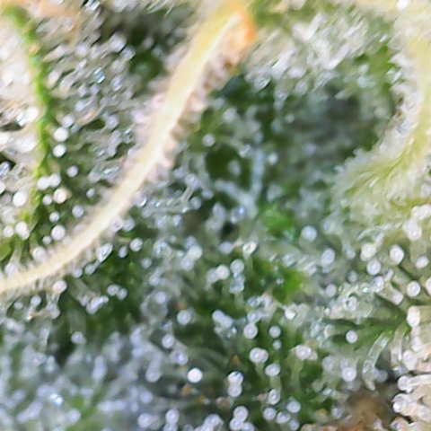 Runtz Muffin growlog timeline photo
