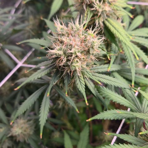 Underdog growlog timeline photo
