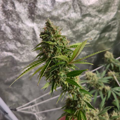 Runtz Muffin growlog timeline photo