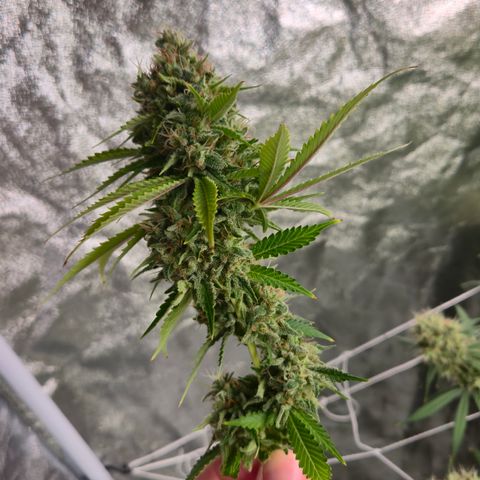 Runtz Muffin growlog timeline photo