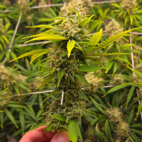 Runtz Muffin growlog timeline photo