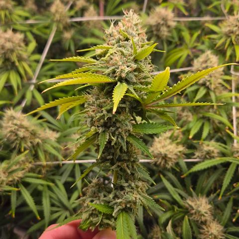 Runtz Muffin growlog timeline photo