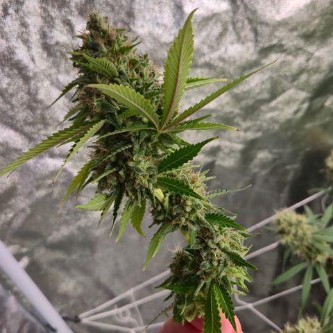 Runtz Muffin growlog timeline photo