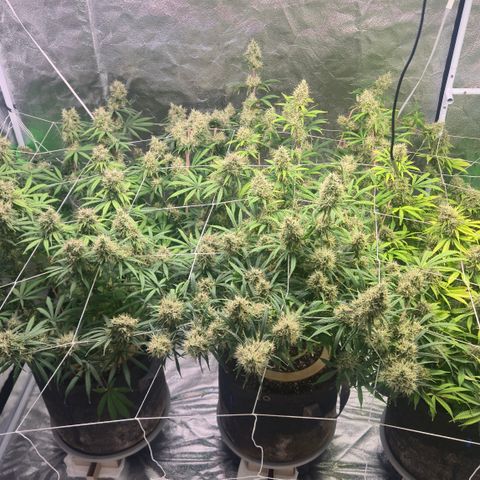 Big Gorl growlog timeline photo