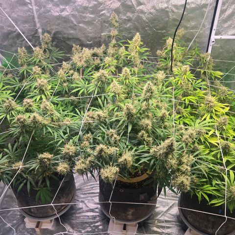 Big Gorl growlog timeline photo