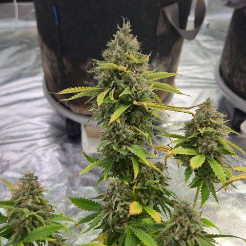 Runtz Muffin growlog timeline photo