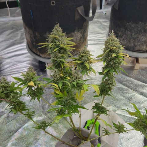 Runtz Muffin growlog timeline photo
