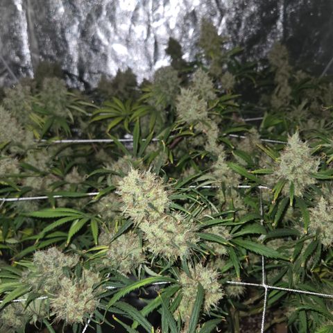 Big Gorl growlog timeline photo