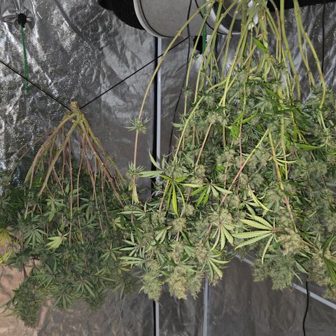 Big Gorl growlog timeline photo