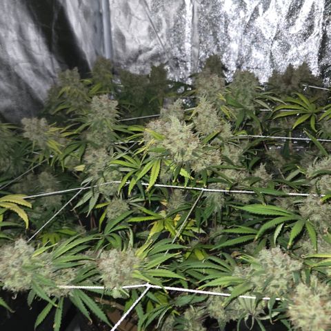 Big Gorl growlog timeline photo