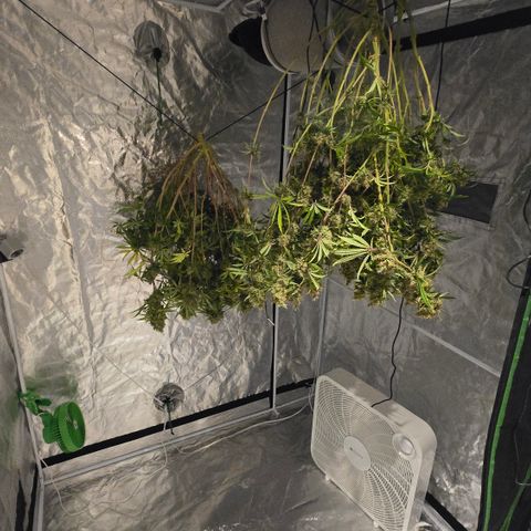 Big Gorl growlog timeline photo