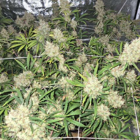 Big Gorl growlog timeline photo