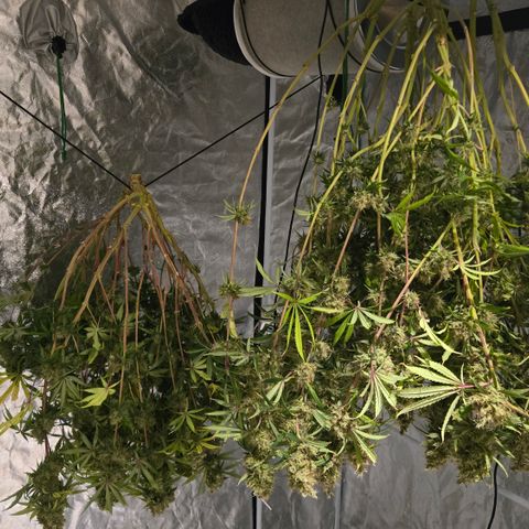 Big Gorl growlog timeline photo