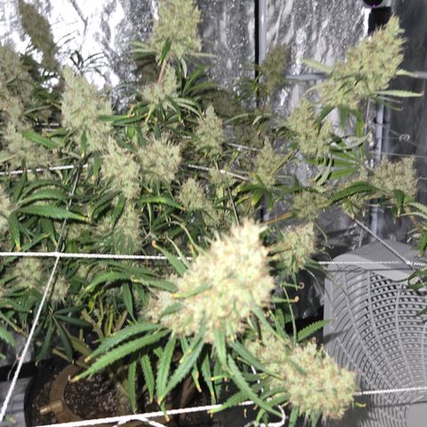 Big Gorl growlog timeline photo