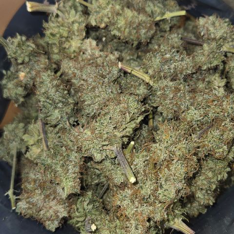 Underdog growlog timeline photo