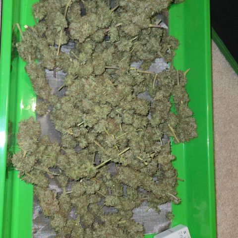 Underdog growlog timeline photo