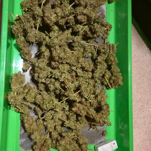 Underdog growlog timeline photo