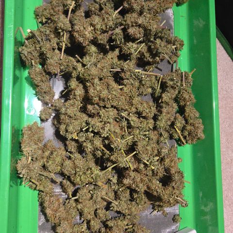 Underdog growlog timeline photo