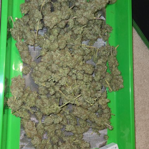 Underdog growlog timeline photo