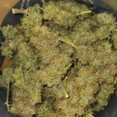 Underdog growlog timeline photo