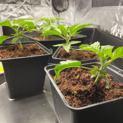 Candy Pave/100k/tix tax/oreoz/morositax/game time growlog timeline photo