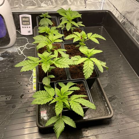 Candy Pave/100k/tix tax/oreoz/morositax/game time growlog timeline photo