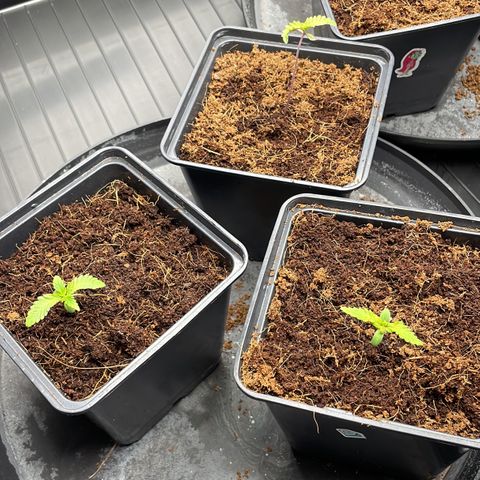 Candy Pave/100k/tix tax/oreoz/morositax/game time growlog timeline photo