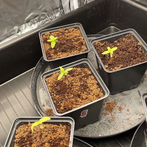 Candy Pave/100k/tix tax/oreoz/morositax/game time growlog timeline photo