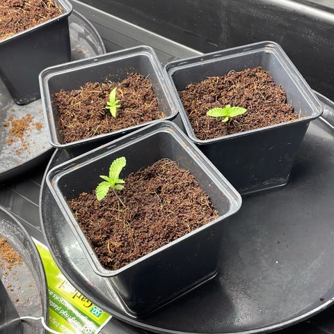 Candy Pave/100k/tix tax/oreoz/morositax/game time growlog timeline photo