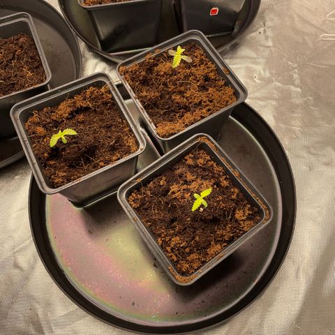 Candy Pave/100k/tix tax/oreoz/morositax/game time growlog timeline photo