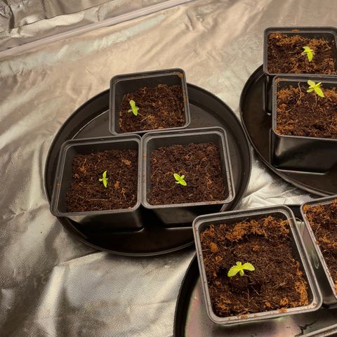 Candy Pave/100k/tix tax/oreoz/morositax/game time growlog timeline photo