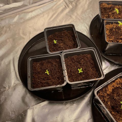 Candy Pave/100k/tix tax/oreoz/morositax/game time growlog timeline photo